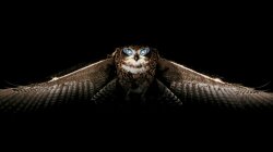 The Great Horned Owl In Flight At Night Wallpaper