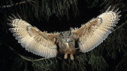 The Great Horned Owl On The Hunt Wallpaper