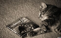 The Life Of A Cat Wallpaper