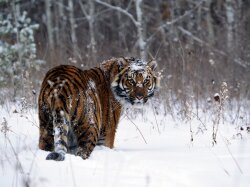 Tiger in Snow Wallpaper #8048