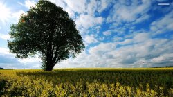 Tree in a Field of Flowers Wallpaper