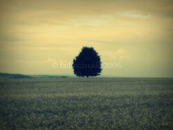 Tree In A Field Wallpaper