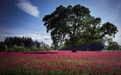 Tree In A Fields Wallpaper