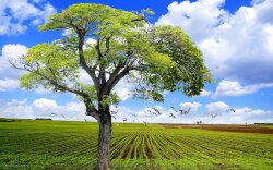 Tree In A Plowed Field Wallpaper