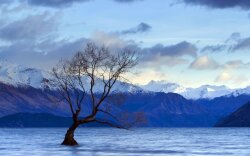Tree In The Middle Of A Lake Wallpaper