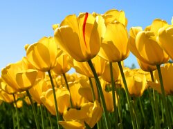 Tulips Index Of Windows Wallpaper #120310