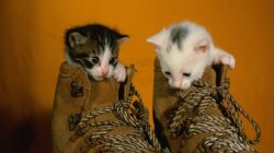 Two Kittens In A Pair Of Shoes Wallpaper