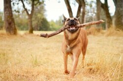 Very Cool Dog Wallpaper