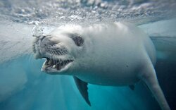 Very Interesting White Seal Wallpaper