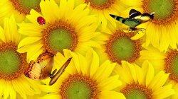 Wall Of Sunflowers Wallpaper #20098