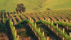 Waves Of Napa Vineyards In California Wallpaper