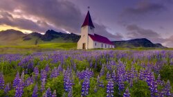 Wondeful Church In A Field Of Lupines Wallpaper